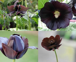 Black Flower Bouquets