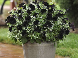 Black Flowers Blossom Black Flowers Blossom