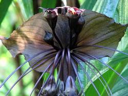 Black Flowers for Hair