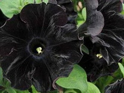 Black Flowers Wedding Black Flowers Wedding