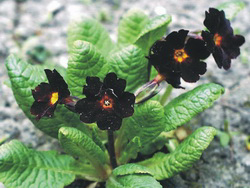 Black Flowers