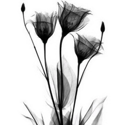 Buy Black Flowers Buy Black Flowers