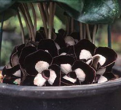 Fake Black Flowers Fake Black Flowers