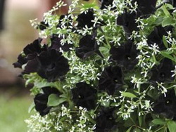 Names of Black Flowers Names of Black Flowers