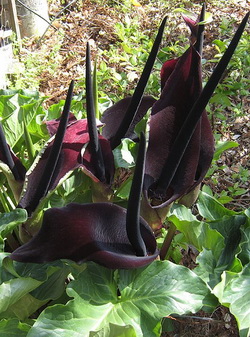Pictures of Black Flowers Pictures of Black Flowers