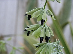 Real Black Flowers Real Black Flowers