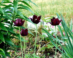 Red and Black Flowers