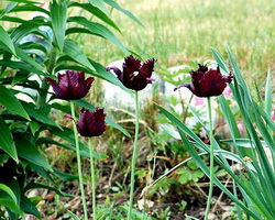 Red and Black Flowers Red and Black Flowers