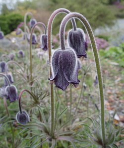 Send Black Flowers Send Black Flowers