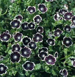 Silk Black Flowers Silk Black Flowers
