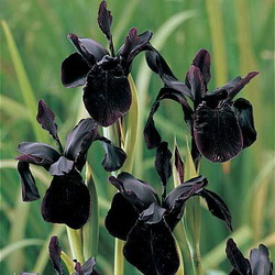 Types of Black Flowers