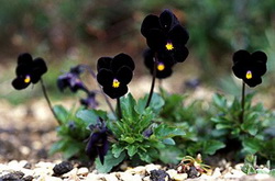 Black Flowers Wallpaper